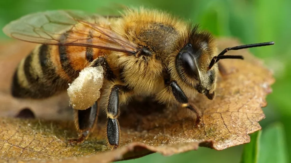 Unión Europea declara en peligro de extinción a abejas silvestres
