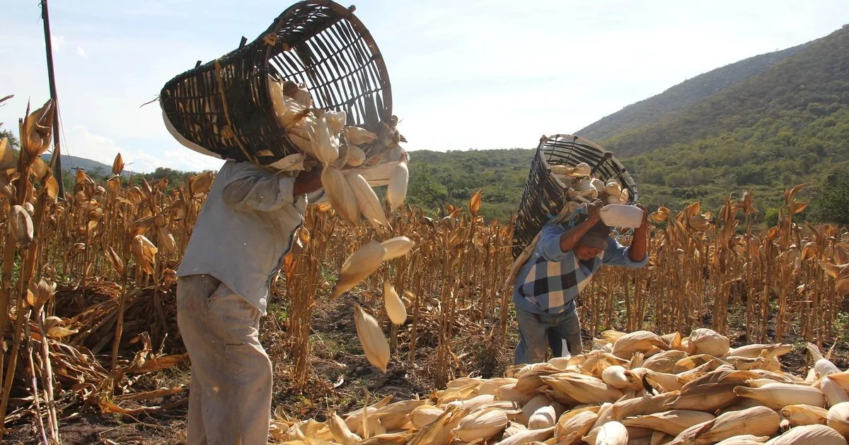 Fijan precio del maíz en Campeche: Acuerdo Maseca y productores