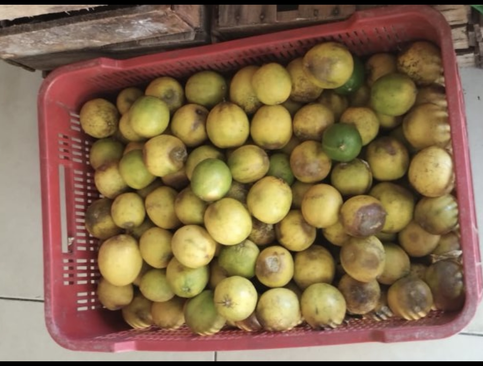 Crisis del limón en Quintana Roo: Productores claman por ayuda