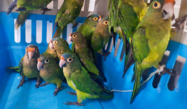 Venta Ilegal de Animales en Tabasco: Advierten sobre Aumento en Redes Sociales por Temporada Navideña