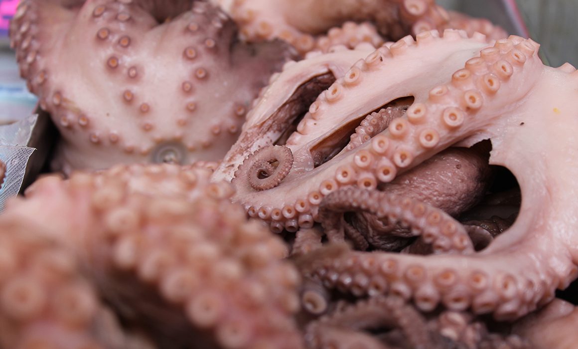 Inicia la veda de pulpo en Quintana Roo: sanciones y multa