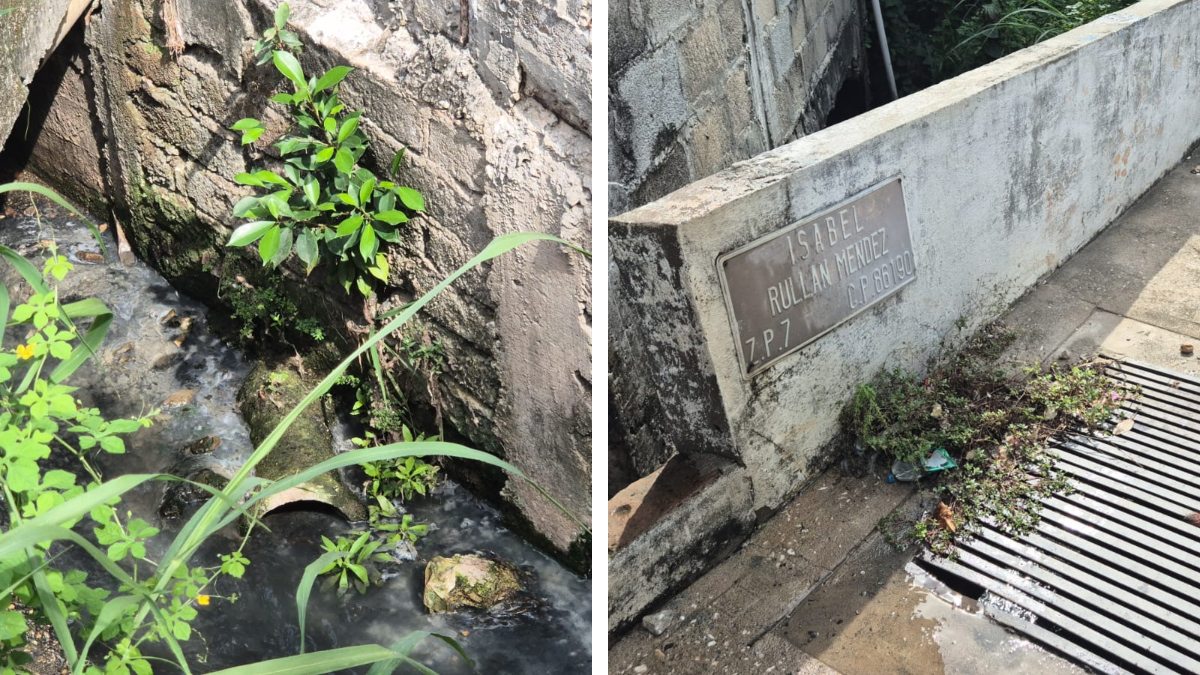 Cocodrilos en alcantarilla generan alarma en Villahermosa