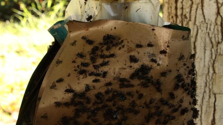 Productores de Chiapas combaten gusano barrenador con trampas