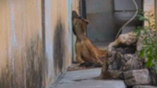 Perro muere ahorcado en Tuxtla tras ser abandonado