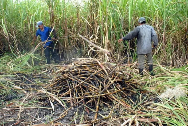 Hongo Fusarium amenaza cultivos de caña en Actopan, Veracruz