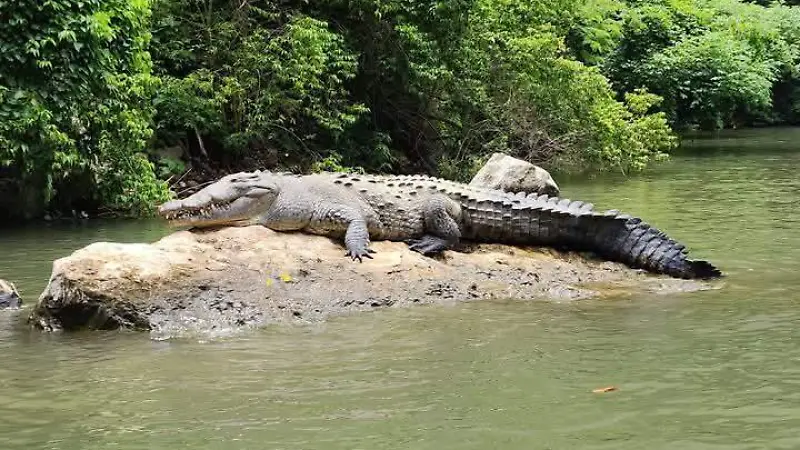 Chiapas reactiva monitoreo de cocodrilos con miras internacionales