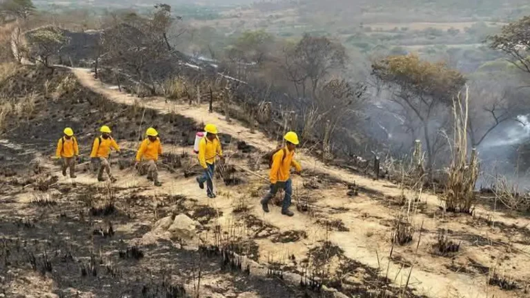 Chiapas reduce 79% superficie afectada por incendios en 2025