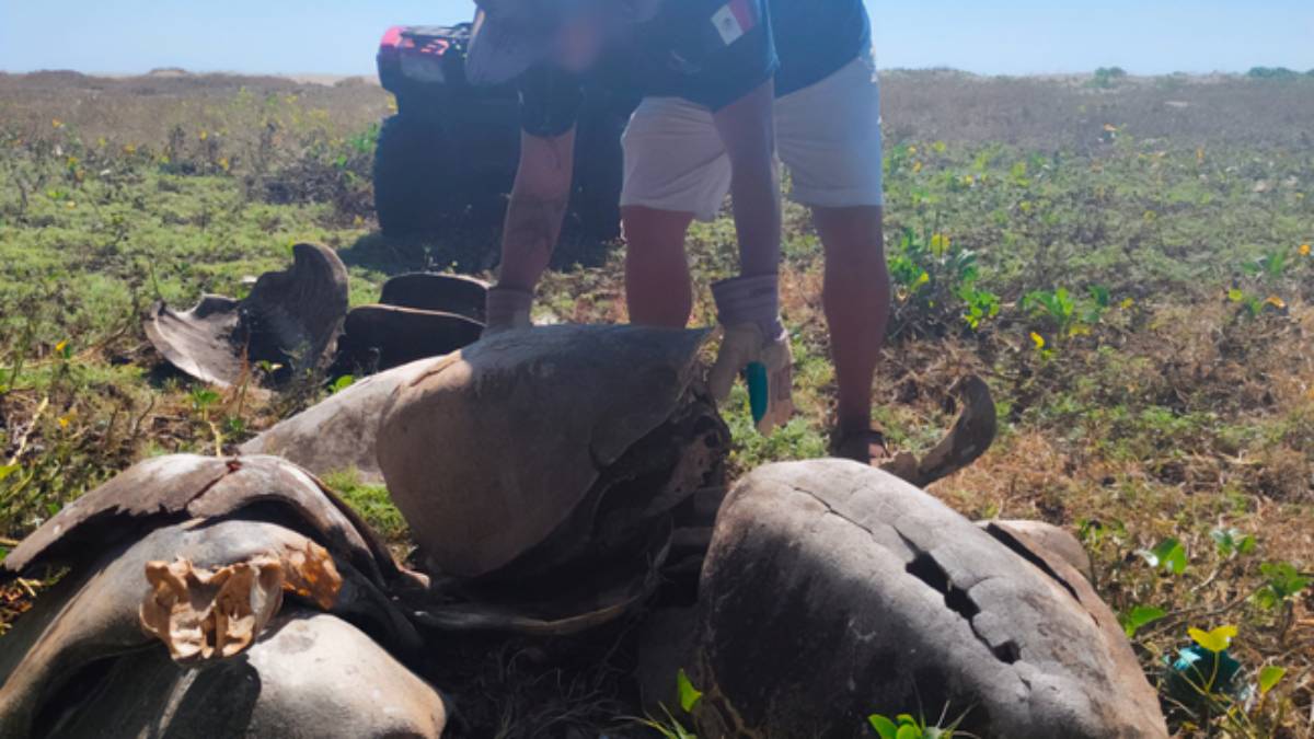 Profepa desmiente matadero de tortugas en Oaxaca