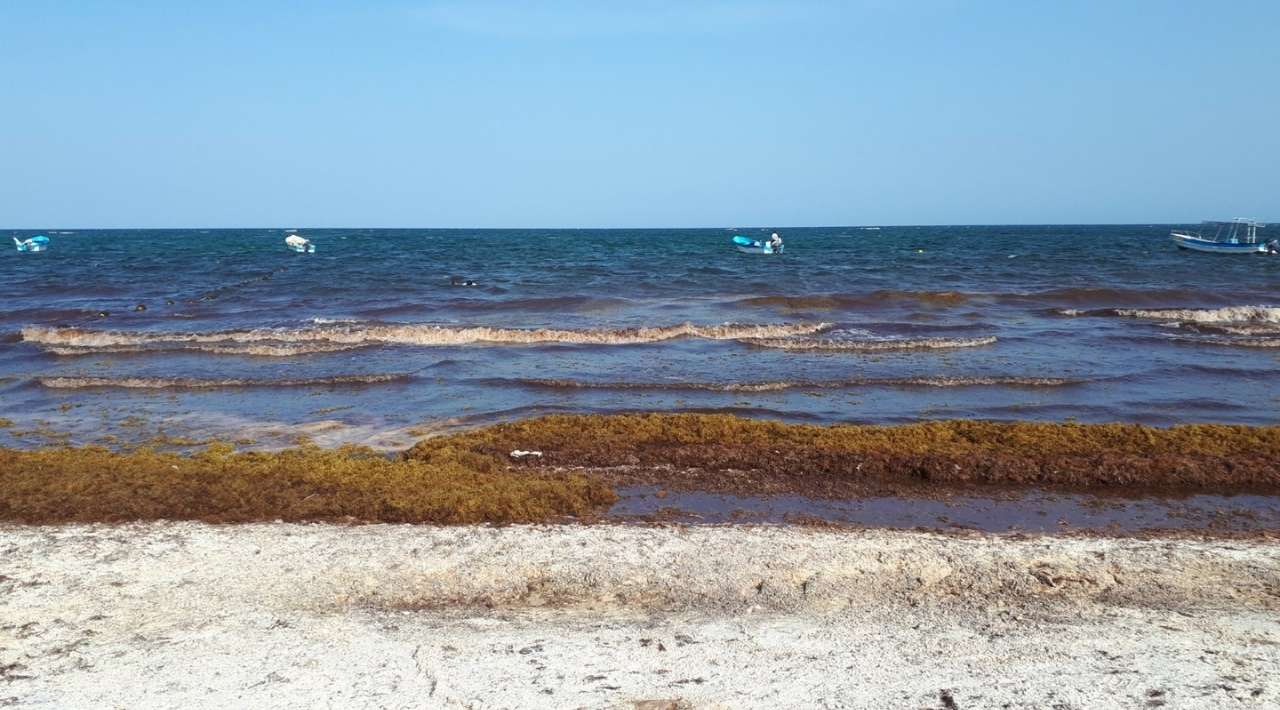 Tulum y Quintana Roo anticipan sargazo con acción marítima