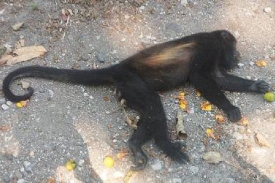 Fallece mono saraguato por gusano barrenador en Chiapas