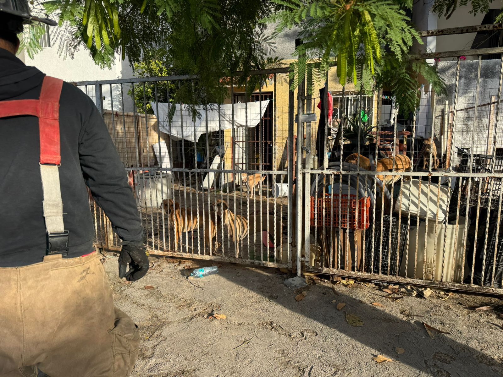 rescate de perritos en cancún, hallados en condiciones inhumanas