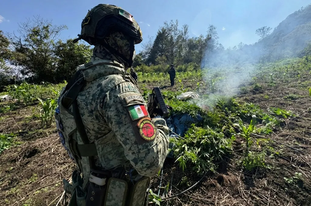 Localizan y destruyen sembradíos de marihuana en Chiapas