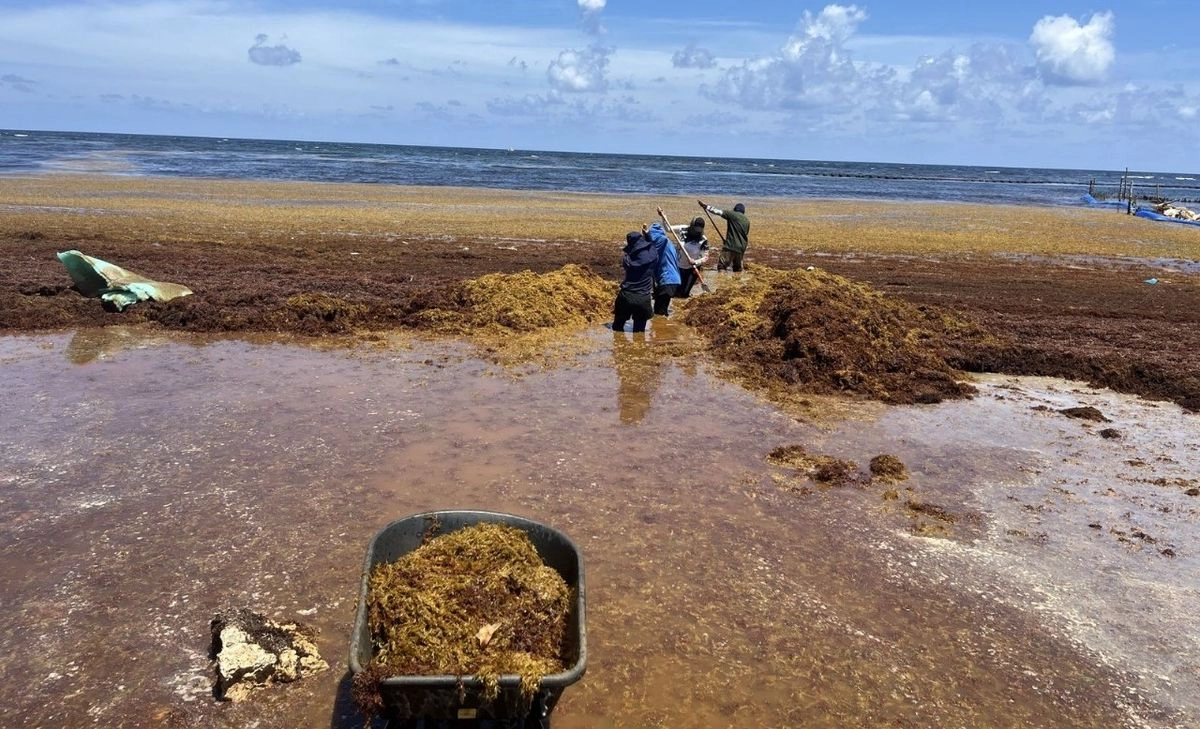 Quintana Roo: 178 toneladas de sargazo recogidas en 20 días