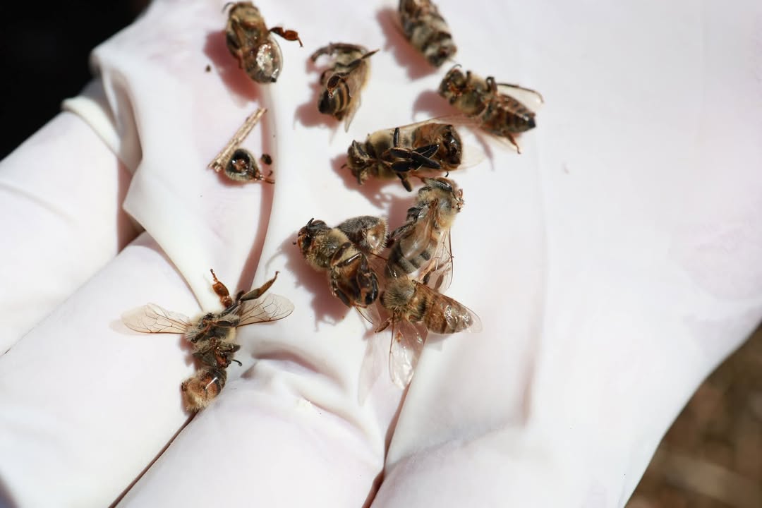 Mueren abejas en Campeche por plaguicidas tóxicos en cultivos