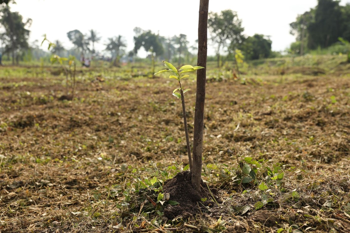 Tabasco planta más de 2.4 millones de árboles en histórica jornada