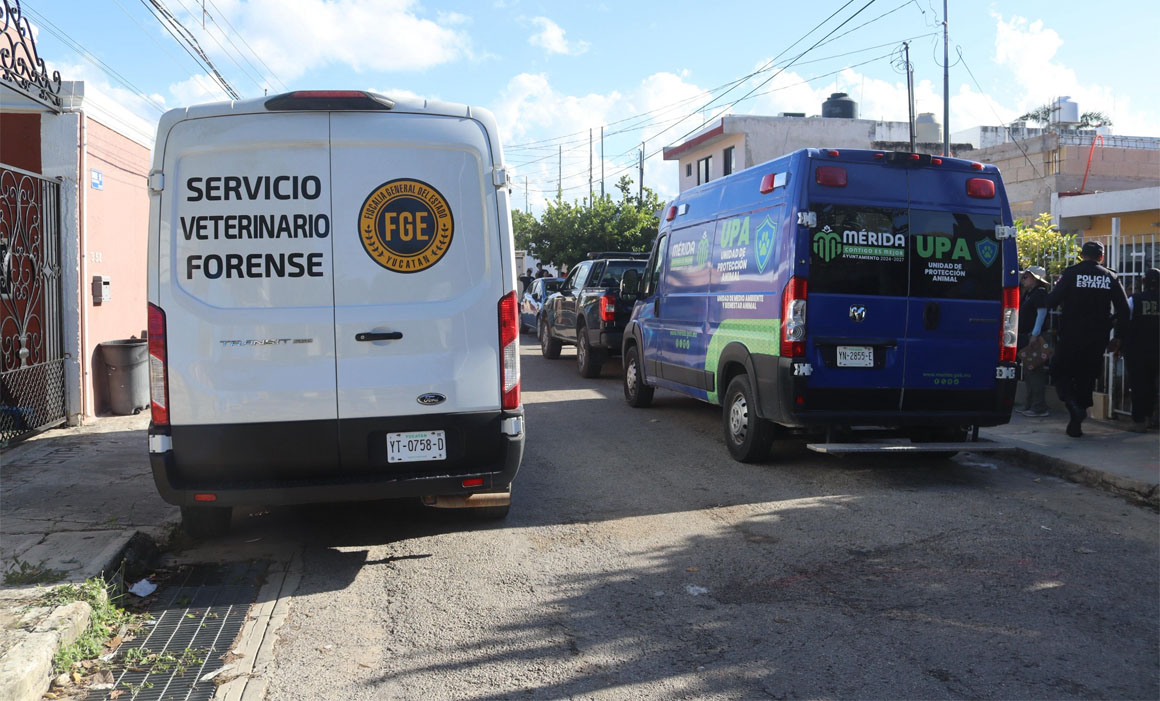 Perro pastor australiano herido por disparos en Mérida